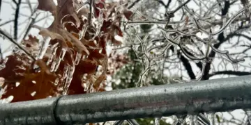 Las ramas y hojas de los árboles están cubiertas de hielo cuando más de 200.000 personas se despertaron sin electricidad en Tennessee, en Lebanon, Tennessee, el 25 de enero de 2026. (Jacki Thrapp/La Gran Época)