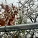 Las ramas y hojas de los árboles están cubiertas de hielo cuando más de 200.000 personas se despertaron sin electricidad en Tennessee, en Lebanon, Tennessee, el 25 de enero de 2026. (Jacki Thrapp/La Gran Época)