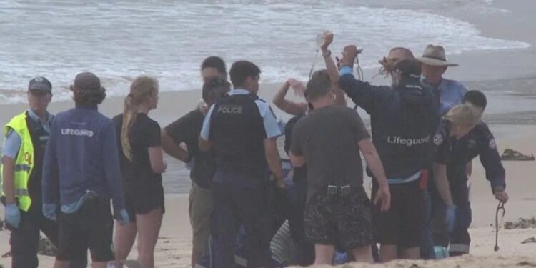 Tres ataques de tiburones sacuden Sydney en HORAS: un joven nadador es mordido, un niño de 12 años tiene las piernas mutiladas y la tabla de surf del niño mordida