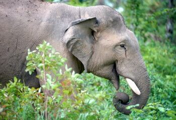 Un elefante arrasador mata a 22 personas en 9 días mientras los aldeanos aterrorizados se ven obligados a dormir en los tejados mientras la bestia sigue huyendo