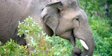 Un elefante arrasador mata a 22 personas en 9 días mientras los aldeanos aterrorizados se ven obligados a dormir en los tejados mientras la bestia sigue huyendo