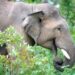 Un elefante arrasador mata a 22 personas en 9 días mientras los aldeanos aterrorizados se ven obligados a dormir en los tejados mientras la bestia sigue huyendo