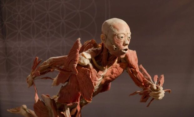 Un mundo deformado de 'corredores de cuerpos' que venden cadáveres 'donados' por dinero en efectivo y cuerpos de piel para exhibir... Pero las familias no tienen idea