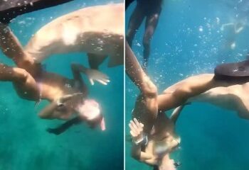 Un niño de 12 años lucha por su vida después de que un gran tiburón le mutilara gravemente ambas piernas mientras jugaba con amigos en una playa popular.