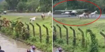 Al menos 40 nadadores heridos en un horroroso ataque masivo de pirañas mientras los socorristas ordenan una evacuación de emergencia