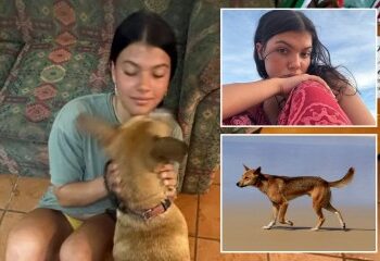 Británico criticado por un acto idiota en la misma isla turística donde un mochilero de 19 años fue encontrado muerto rodeado de dingos