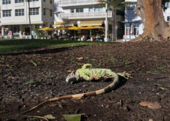 Una iguana verde aturdida por el frío yace en el suelo en Miami Beach, Florida, el 1 de febrero de 2026. (Joe Raedle/Getty Images)
