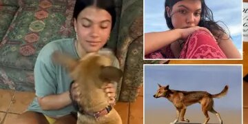 Momento en que un león camina sobre un mazo de plomo y golpea a un hombre después de que este intentó sacudir la pata de la bestia mientras los espectadores horrorizados se apresuran a ayudar