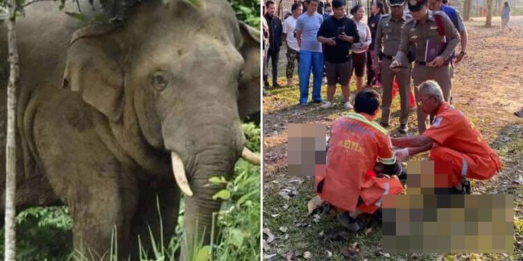 Un collage de imágenes que contiene 2 imágenes. La imagen 1 muestra un elefante con colmillos en medio de un follaje verde. La imagen 2 muestra a los servicios de emergencia atendiendo a las víctimas de un ataque de elefante en un campamento, con espectadores y policías presentes.