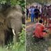 Un collage de imágenes que contiene 2 imágenes. La imagen 1 muestra un elefante con colmillos en medio de un follaje verde. La imagen 2 muestra a los servicios de emergencia atendiendo a las víctimas de un ataque de elefante en un campamento, con espectadores y policías presentes.