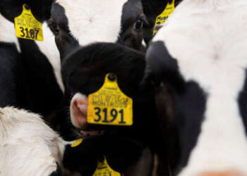 Las vacas se encuentran en un corral en las instalaciones de novillas de Jordan Dairy Farms en Spencer, Massachussetts, el 5 de junio de 2020.