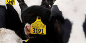 Las vacas se encuentran en un corral en las instalaciones de novillas de Jordan Dairy Farms en Spencer, Massachussetts, el 5 de junio de 2020.