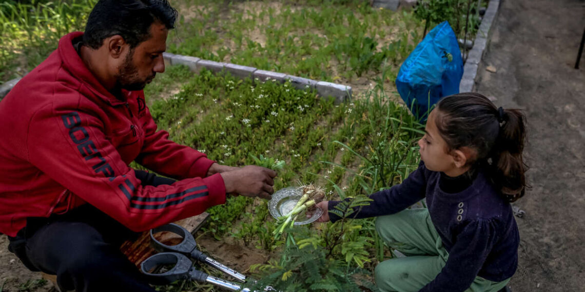 Las tierras de cultivo de Gaza están destruidas, pero algunas cultivan alimentos incluso mientras están desplazadas