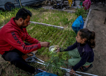 Las tierras de cultivo de Gaza están destruidas, pero algunas cultivan alimentos incluso mientras están desplazadas