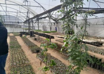 Los palestinos en Gaza quieren reconstruir los sistemas alimentarios. Israel no los permite.