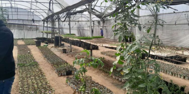 Los palestinos en Gaza quieren reconstruir los sistemas alimentarios. Israel no los permite.