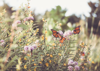 Las alas más llamativas de las mariposas dificultan su captura en vuelo