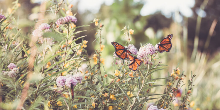 Las alas más llamativas de las mariposas dificultan su captura en vuelo