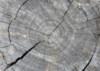 Aigüestortes alberga los bosques maduros más excepcionales de España