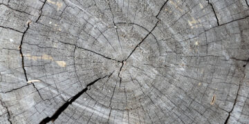 Aigüestortes alberga los bosques maduros más excepcionales de España